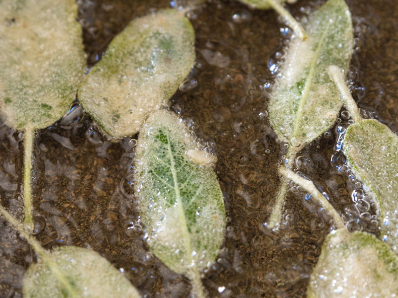 Cooking classes Pesaro: Traditional Cooking Class in Pesaro