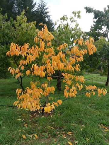 The evolution of fall colors