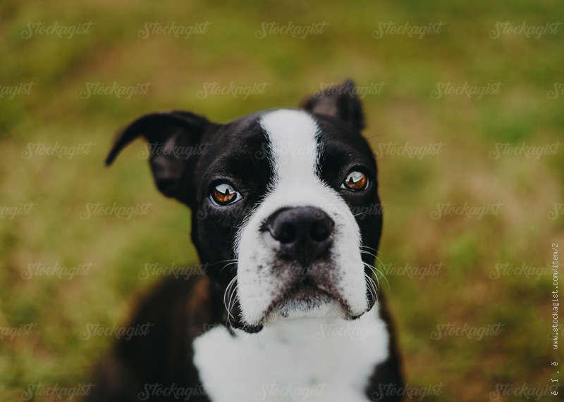 Boston Terrier looking at camera