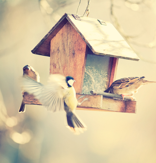 Hamburg - Bereit für den Frühling? So hauchen Sie Ihrem Garten mit schönen Vogelhäusern neues Leben ein.