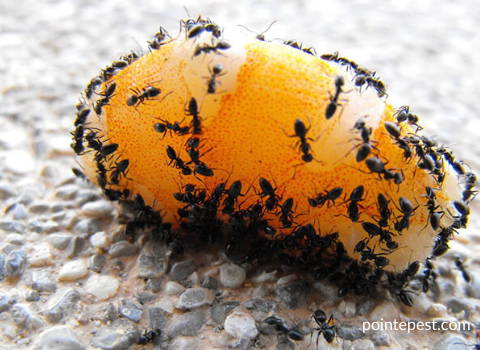 what carpenter ant eats