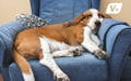 Overweight dog sleeping comfortably in a big, blue chair