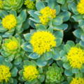 Rhodiola rosea root extract