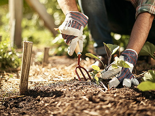  Stuttgart
- Lust auf einen blühenden Frühlingsgarten? So nutzen Sie die letzten Wochen des Winters: