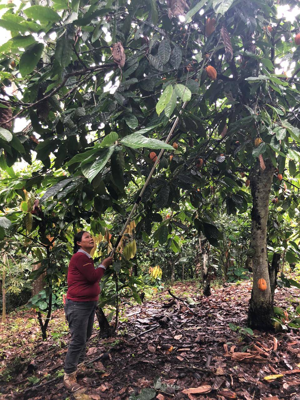 cacao farm peru chuncho