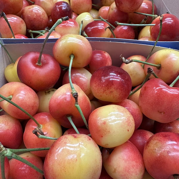 cerises-blanches