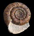 Ammonite Fossil Preparation Craig Chivers Natural Selection Fossils