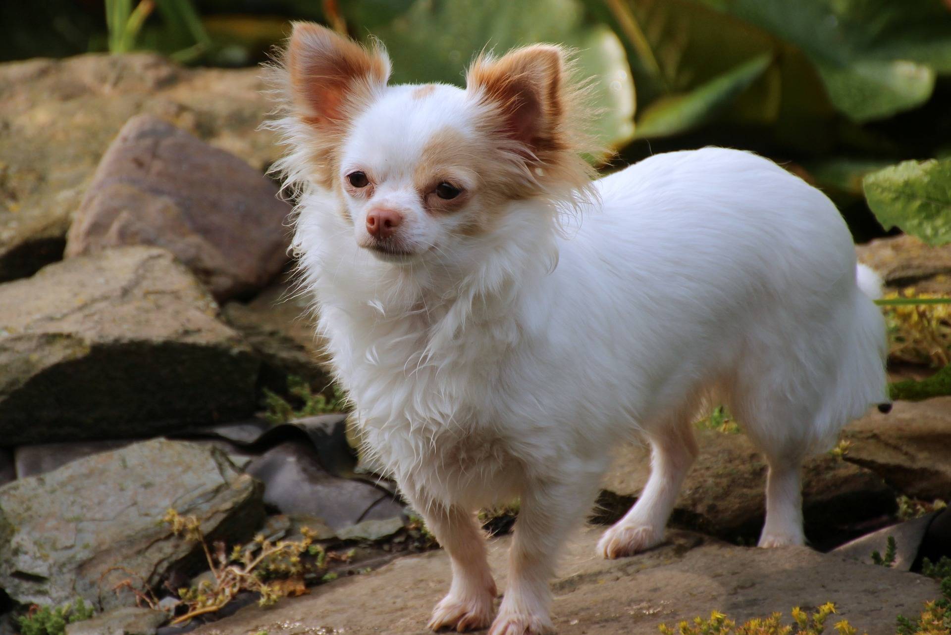 how to brush chihuahua teeth