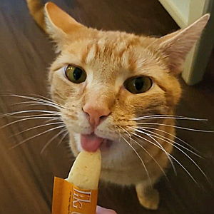 Year's Supply Of Treats for Butters