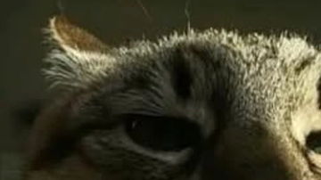 Main Content Image