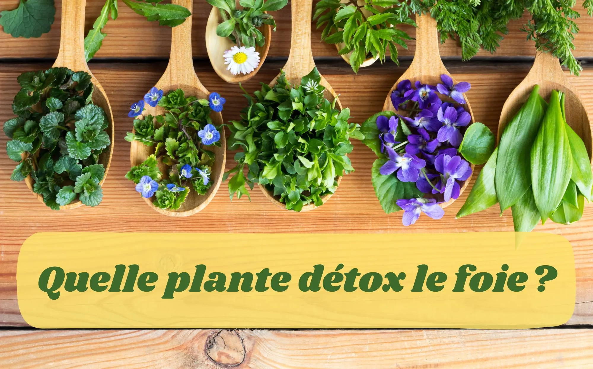 Plusieurs cuillères en bois sur un fond en bois contenant chacune un type différent d'herbe ou de plante, avec une bande jaune à travers l'image qui pose la question 'Quelle plante détox le foie ?' indiquant un intérêt pour les plantes détoxifiantes pour le foie.