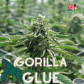 Semillas Gorilla Glue