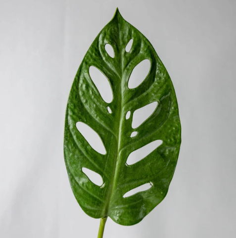 Large Obliqua Leaf (12 Pack) - Realistic Artificial Flowers and Greenery - Image 4