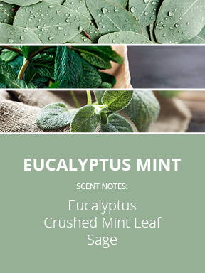 Eucalyptus Mint Fragrance