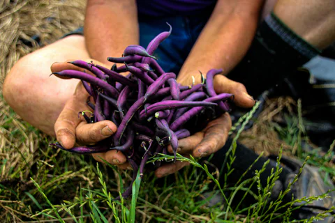 Hands holding purple beans