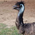 male_emu_face_and_neck_gypsy_shoals_farm