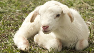 hofgut graue presse kleines schaf