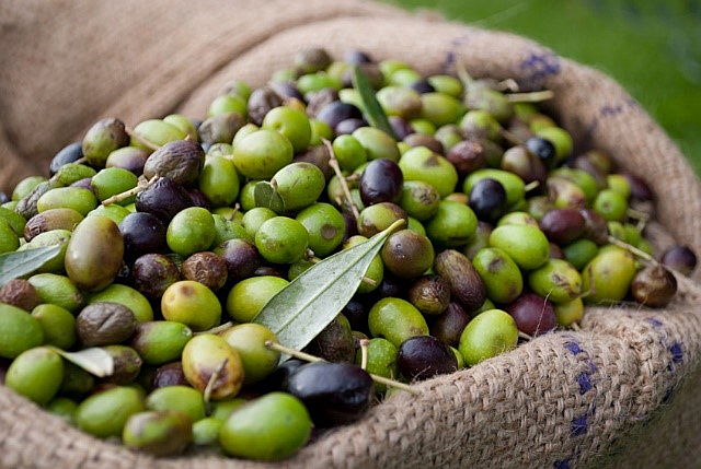  Siena (SI)
- olive san quirico d'orcia tuscany italy