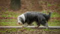 Hund mit langem, hellen Fell liegt im Schnell, die Nase voller Schnee