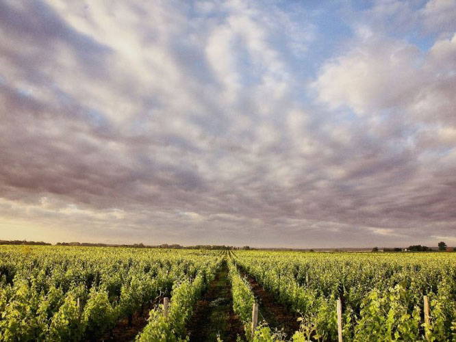Vue du Domaine Luc Tabordet et de ses parcelles à Reuilly, appellation de la Vallée de la Loire, Indre. Jacky Blot, le fondateur du Domaine de la Taille aux Loups, se tient seul parmi les vignes du domaine. Il arbore un sourire chaleureux et confiant, reflétant sa passion et son dévouement pour la viticulture. En arrière-plan, les rangées de vignes bien entretenues s'étendent sur les coteaux calcaires de Montlouis-sur-Loire, illustrant l'engagement de Jacky envers l'excellence et l'innovation dans la production de vins.