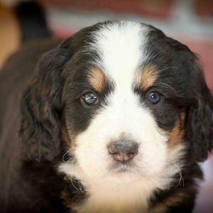 Puppy Fund