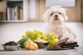 Small dog sitting on a kitchen floor with an array of dangerous foods for dogs like chocolate, grapes, and more.