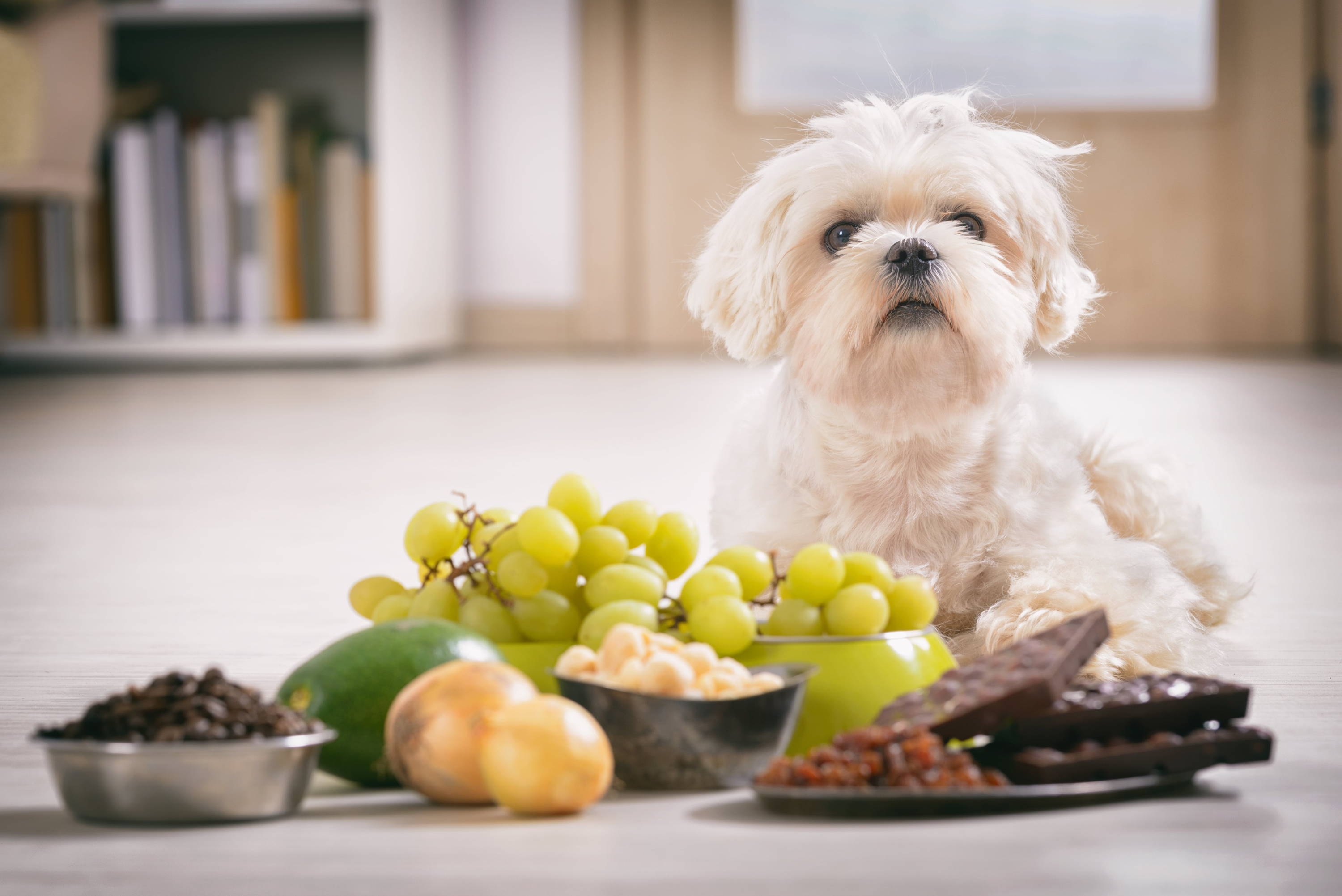 Small dog sitting on a kitchen floor surrounded by an array of dangerous foods for dogs including chocolate, grapes, garlic, and more.