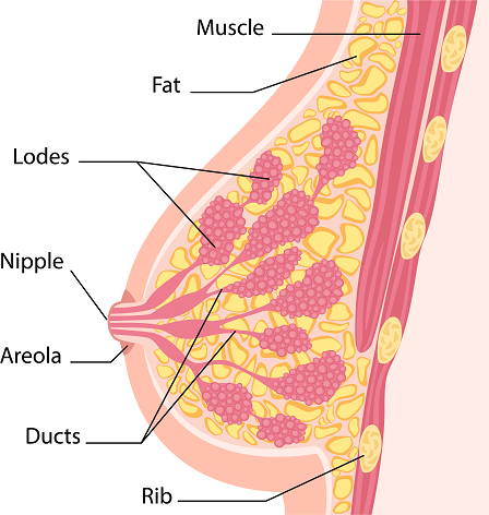 Síntomas Cáncer Seno