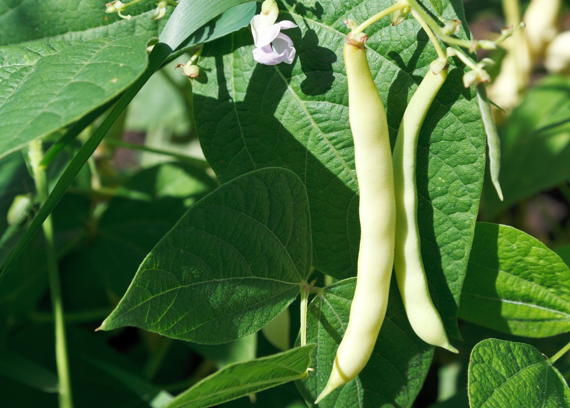Yellow bean pods on a bean plant