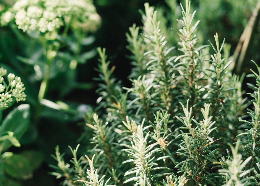 What can rosemary oil do for your hair