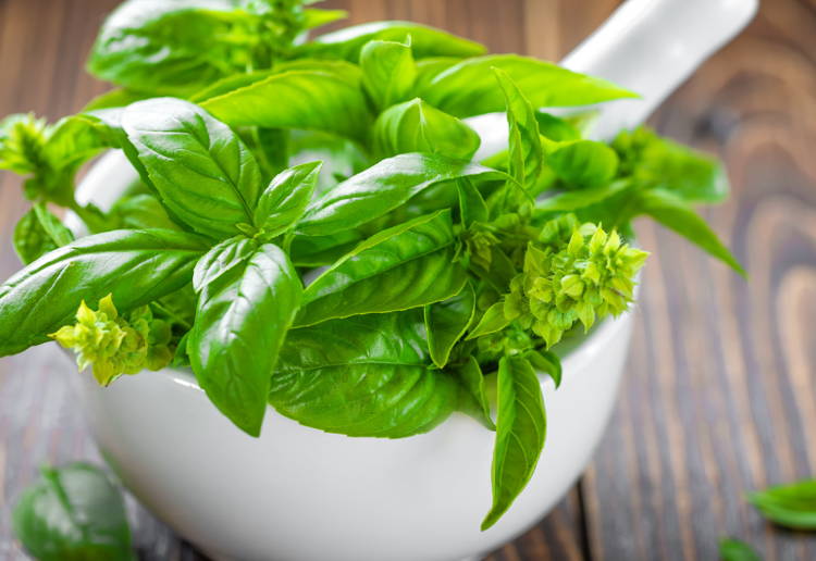 バジル栄養