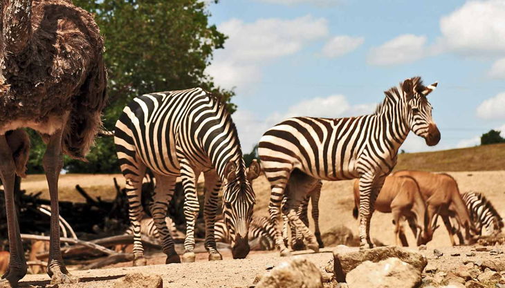 zoom erlebniswelt die steppe
