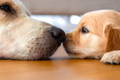 Two cute Golden Retrievers, one adult and one puppy, touching noses