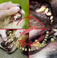Entstehung von Zahnstein in vier Stufen beim Hund