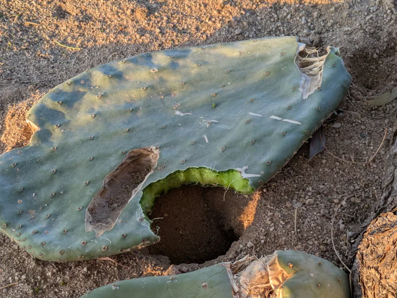 Damaged cactus pad