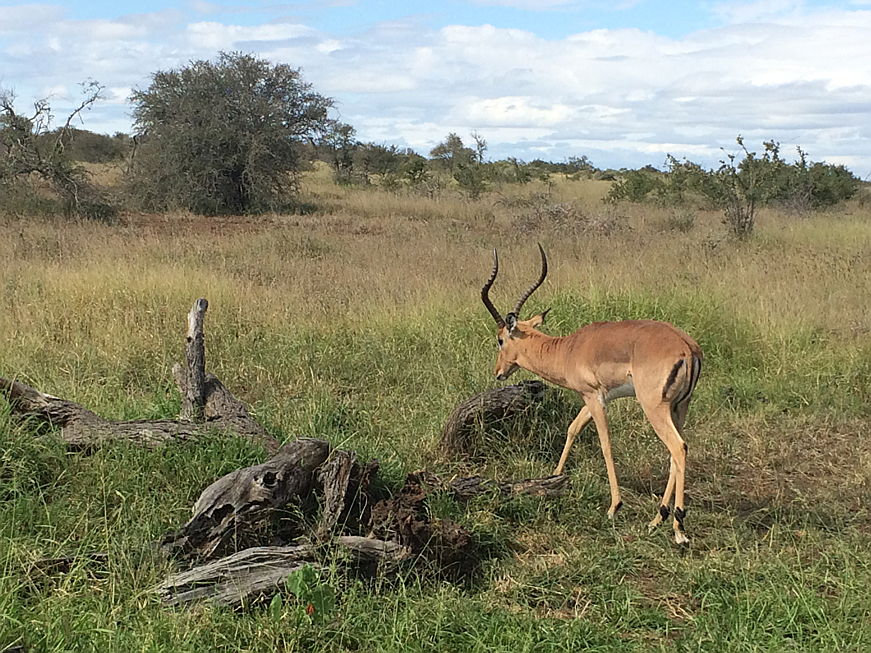  Hoedspruit
- image of impala on Raptors View