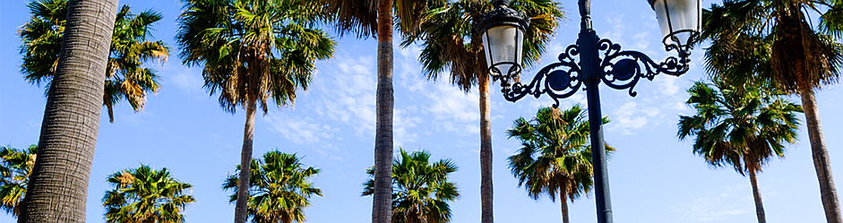  Marbella
- marbella palm trees