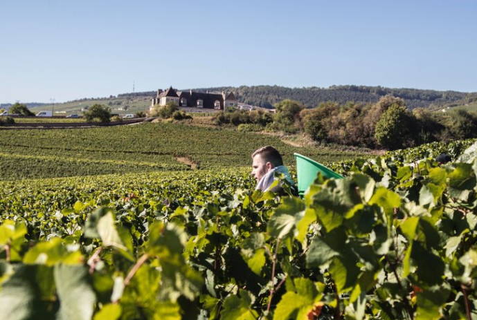 Domaine Gerard Peirazeau & Fils, Sophie Charlopin & Laurent Peirazeau, Pinot Noir, Chardonnay, Morey Saint Denis, Chambertin clos de Bèze, Charmes Chambertin Clos De La Roche Clos Saint Denis, Bonnes Mares, Chambolle Musigny, Morey Saint Denis, Coteaux Bourguignons, Burgundy, French winemaker, Singapore, France, French Wine, Fine Wine, Galiena, Fine Wines, Shop, Importer, Wine Singapore