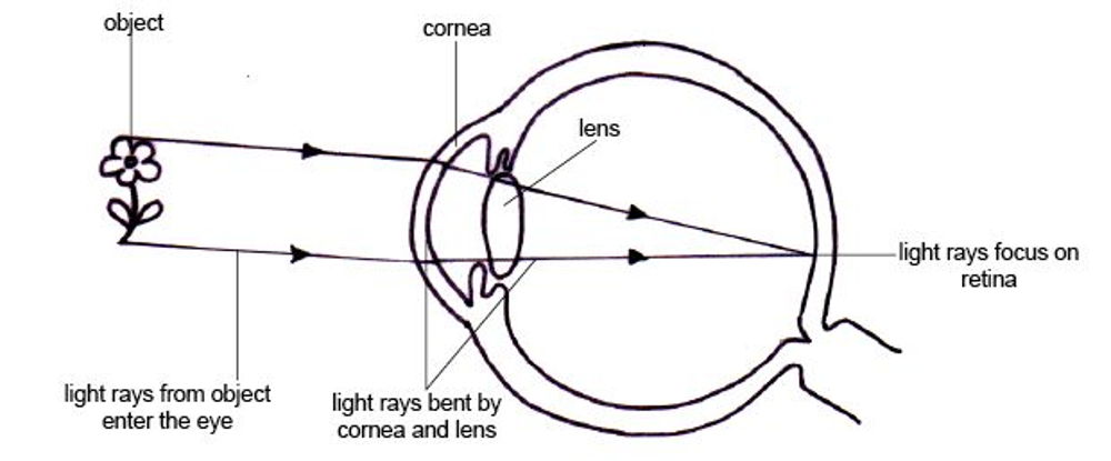 Light focusing in the eye by the cornea and lens