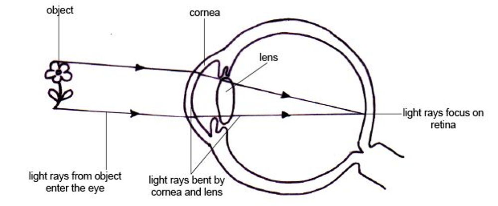 Light focusing in the eye