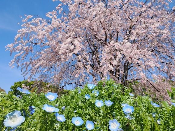 14mm（28mm相当）の画角イメージ