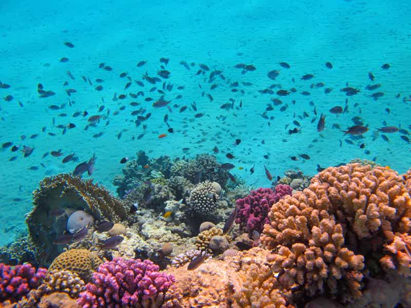 From Dubai: Snorkeling Trip to Fujairan - photo 2
