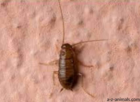 cockroach_nymphs
