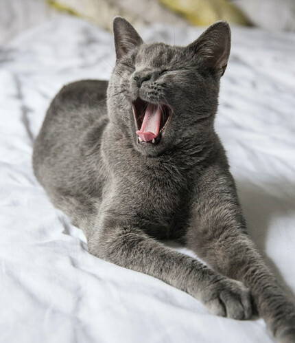 cat yawning - can I leave my cat alone