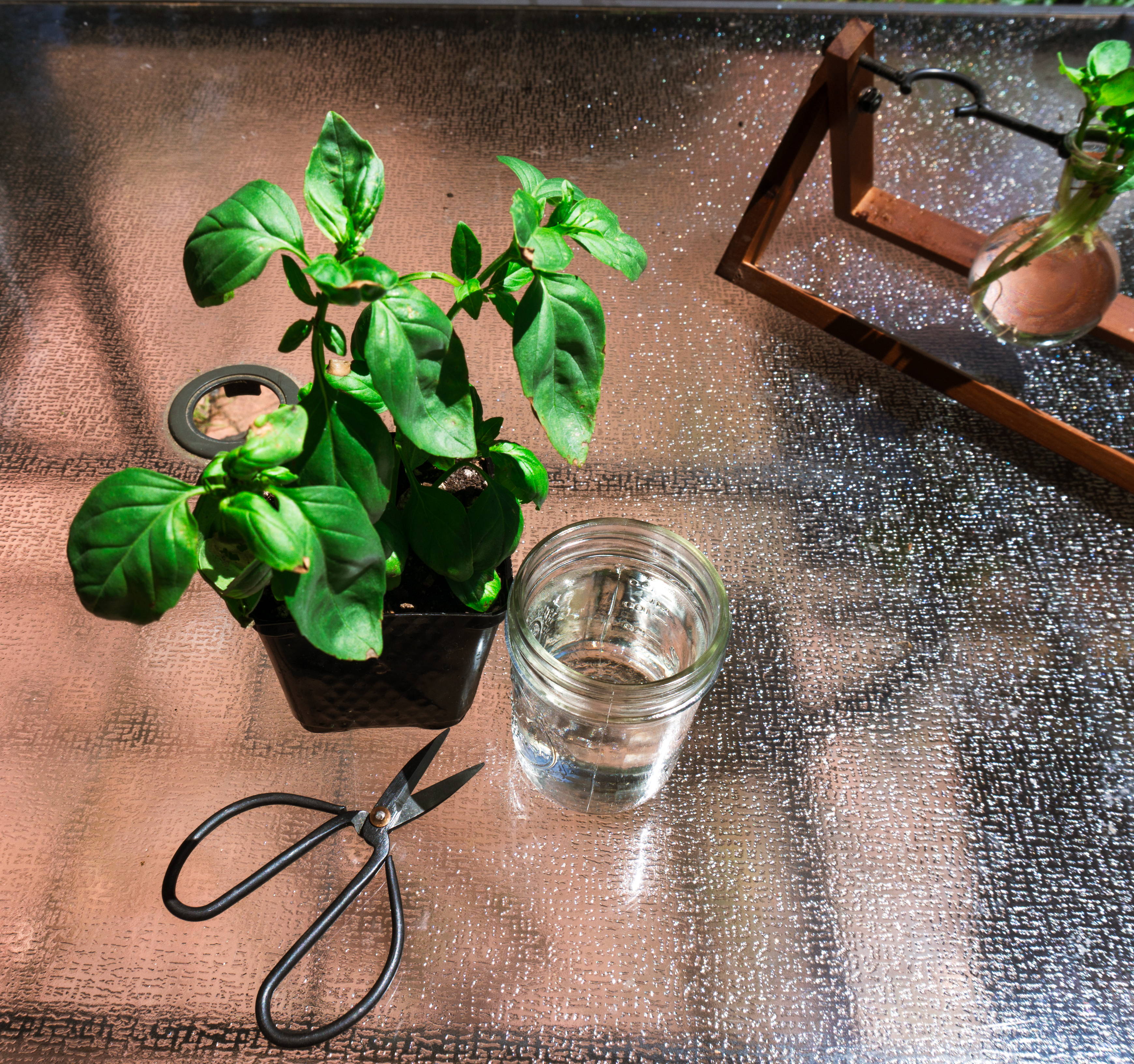 Supplies needed to propagate basil: scissors, jar, water, and a basil plant