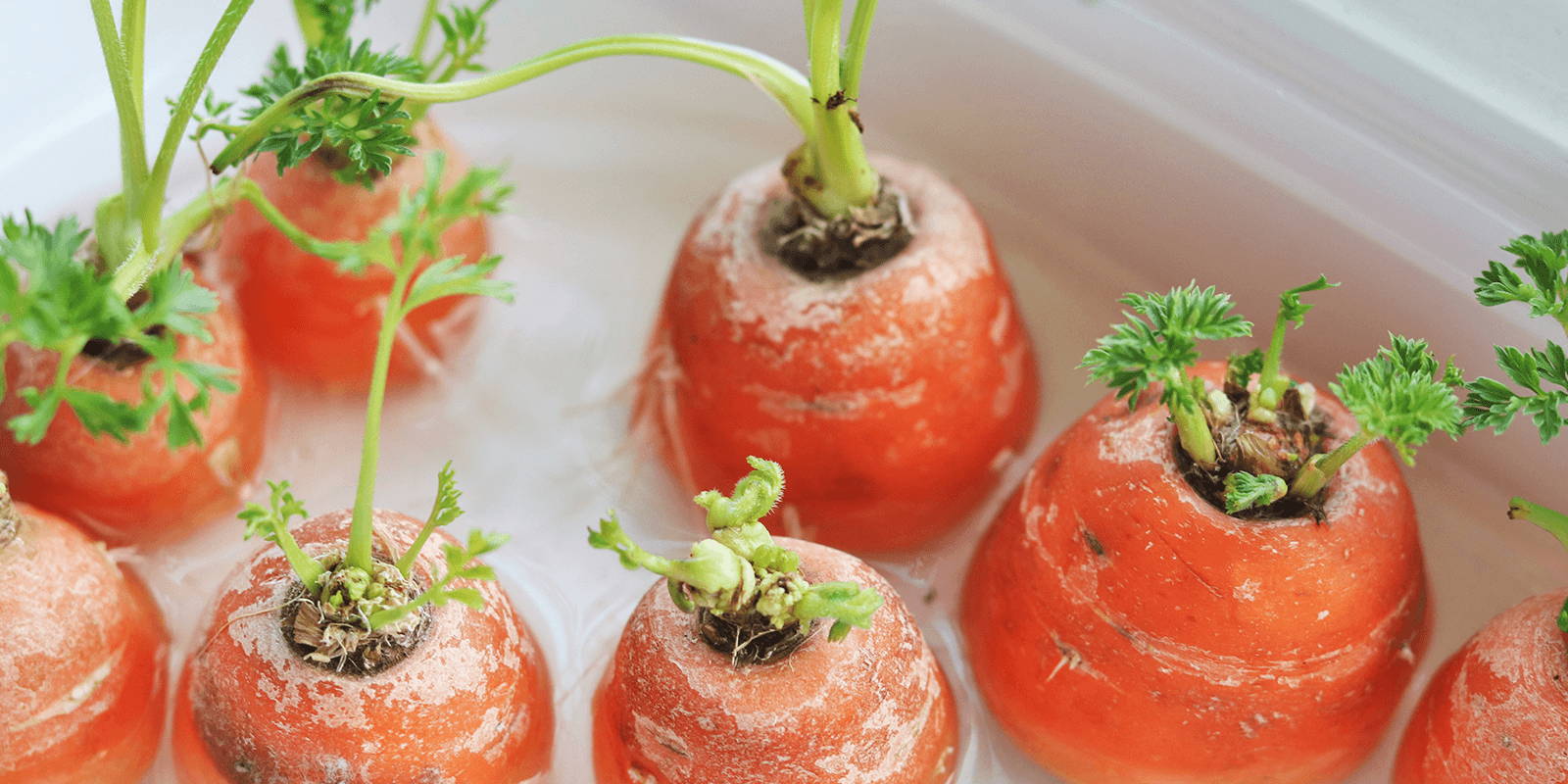 Carrot tops in water.