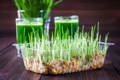 fresh wheat grass growing in a tray with glass shots of green juice behind it