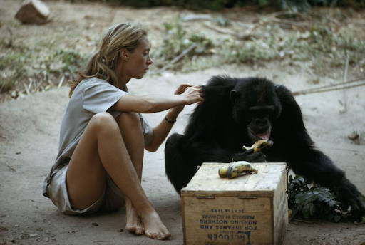 Learn how Jane Goodall is taking practical steps to protect and learn from chimpanzees to redefine the relationship between humans and animals.