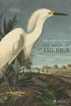Birds of America, Vintage Bird illustrations, prints and wall art, Vintage Frog, Surrey Antique Shop