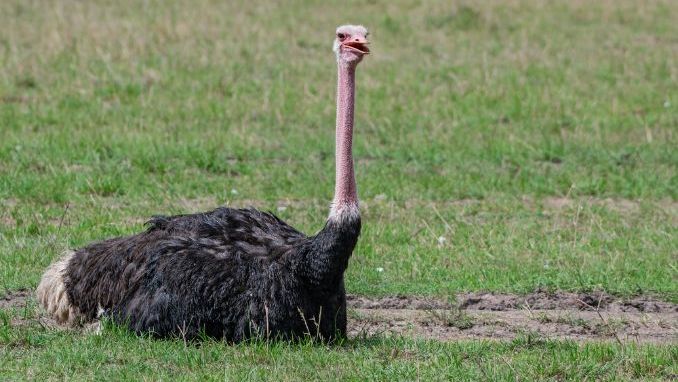 The North African ostrich, scientifically known as Struthio camelus camelus, is a subspecies of the ostrich (Struthio camelus) that is native to North Africa. Ostriches are the largest